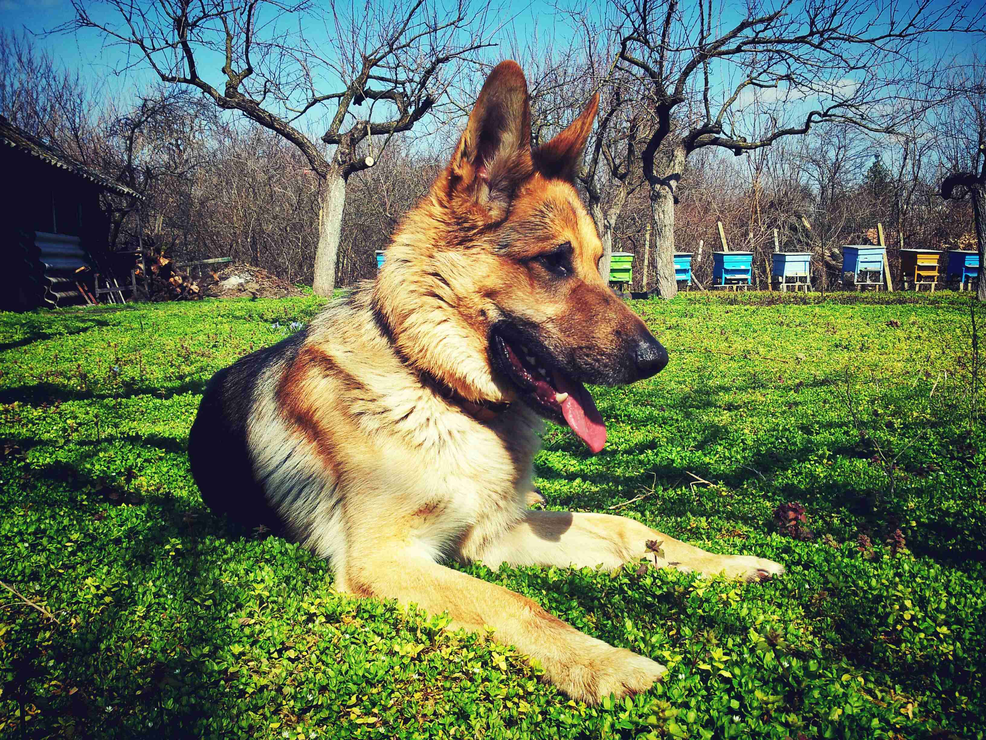 How do you handle a German Shepherd's need for social interaction in an apartment?